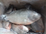 frozen tilapia whole round