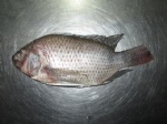 Frozen Tilapia Fish Head-off, Gutted, Scaled, Tail-off, Fins-off (Oreochromis Niloticus)