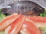 Tilapia Fillet Deep Skinned