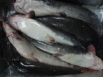 catfish （cIarias fuscus）