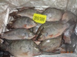 200-300g tilapia