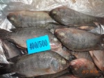 400/500g tilapia