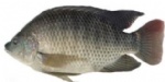 600/800g tilapia