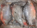 300/800g pomfret