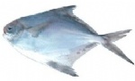 300/800g silver  pomfret