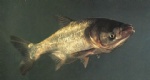 bighead carp