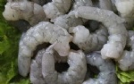 white shrimp01